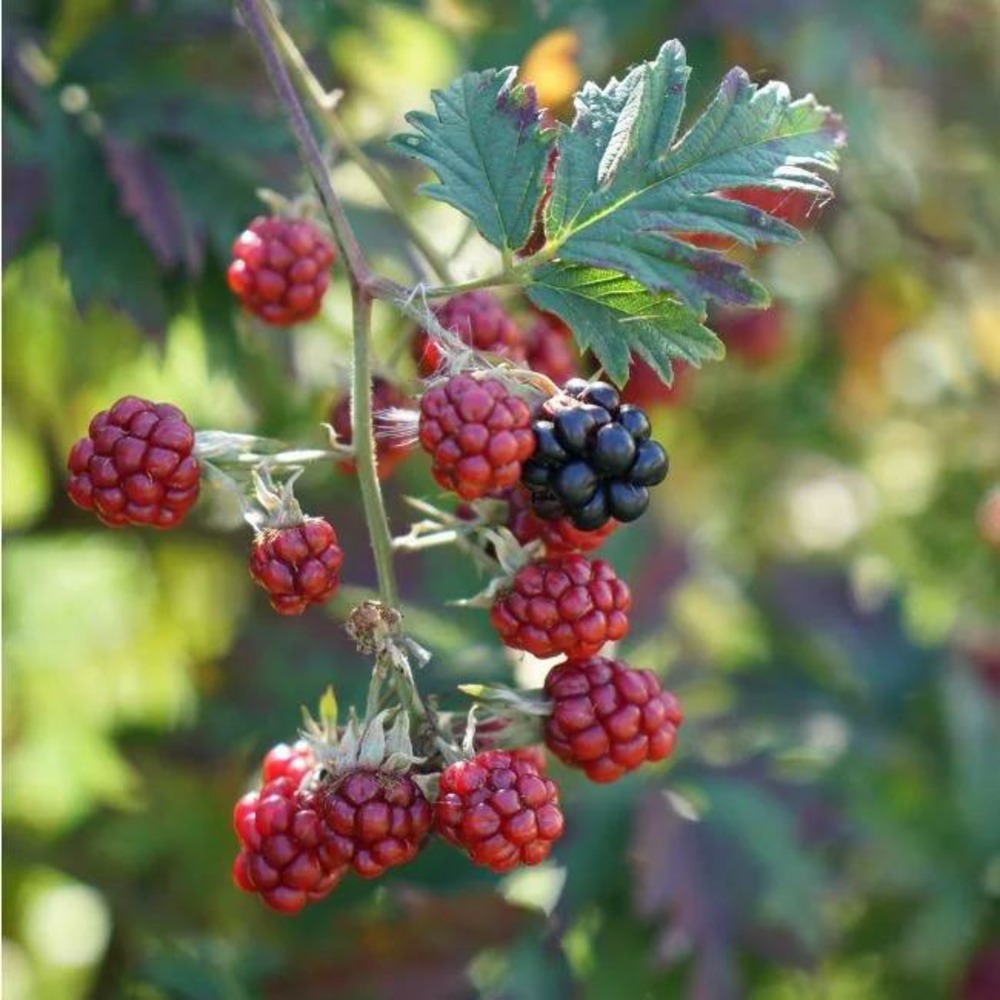 Mûre 'géante des jardins' - rubus fruticosus 3l