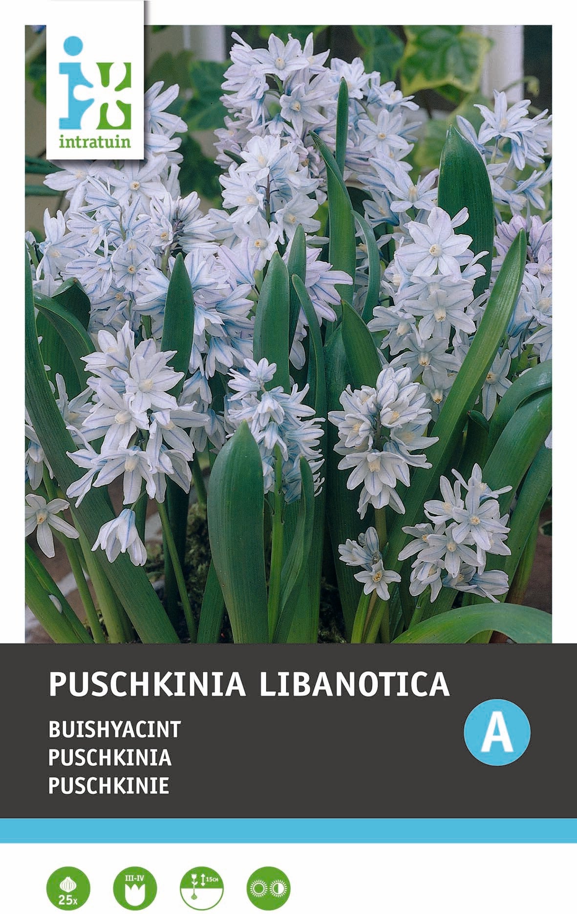 Intratuin bloembollen Savierhyacint (Puschkinia libanotica)25 stuks