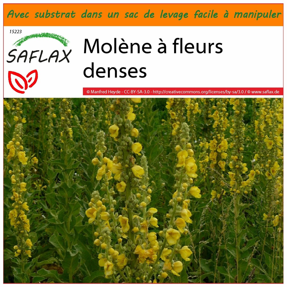 Jardin dans le sac - molène à fleurs denses - 500 graines - verbascum densiflorum