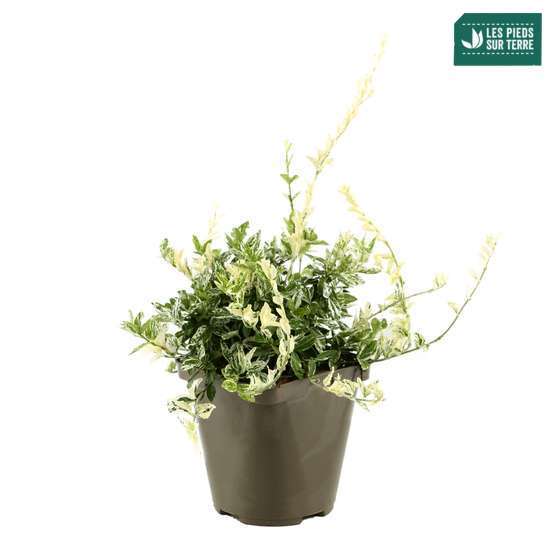 Euonymus fortunei 'Harlequin' : pot 3L