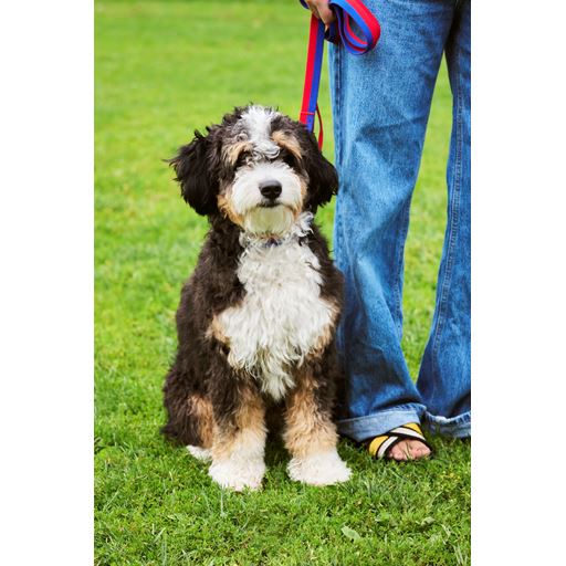 HAY Dog Flat Hundesnor, Red/Blue