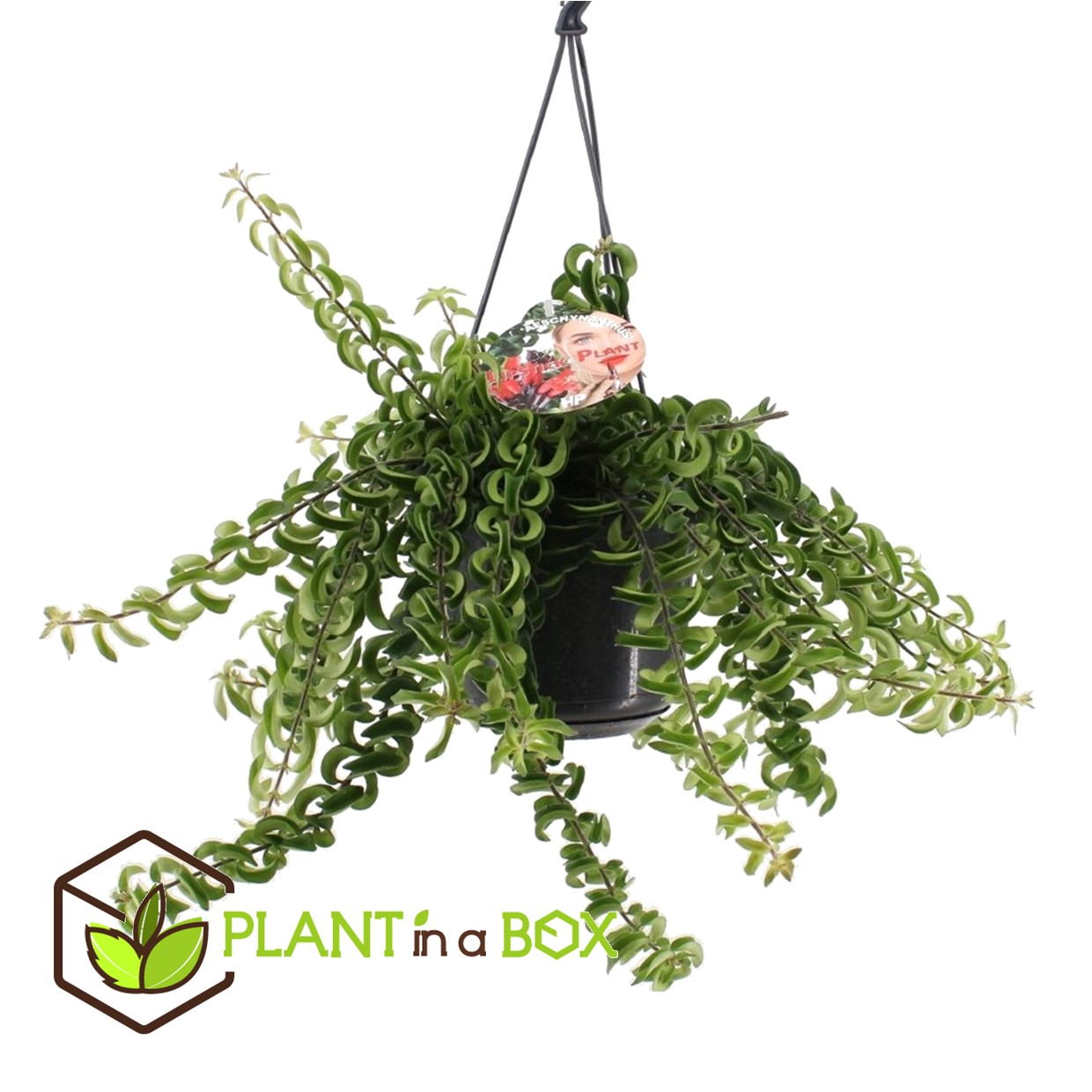 Aeschynantus twister - pot 15cm - hauteur 20-30cm
