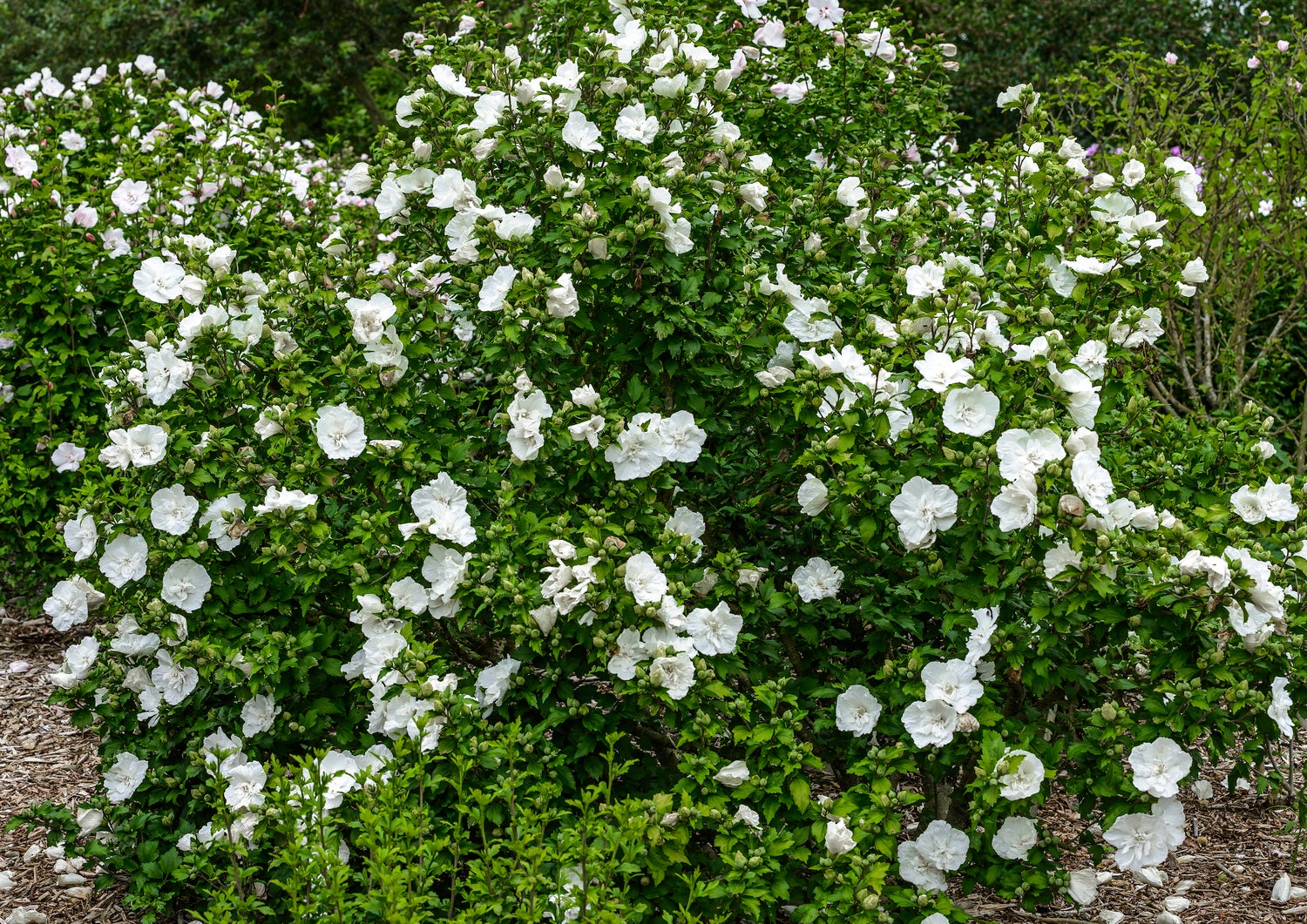 Chinese Roos (Hibiscus syriacus 'White Chiffon') D 23 H 60 cm