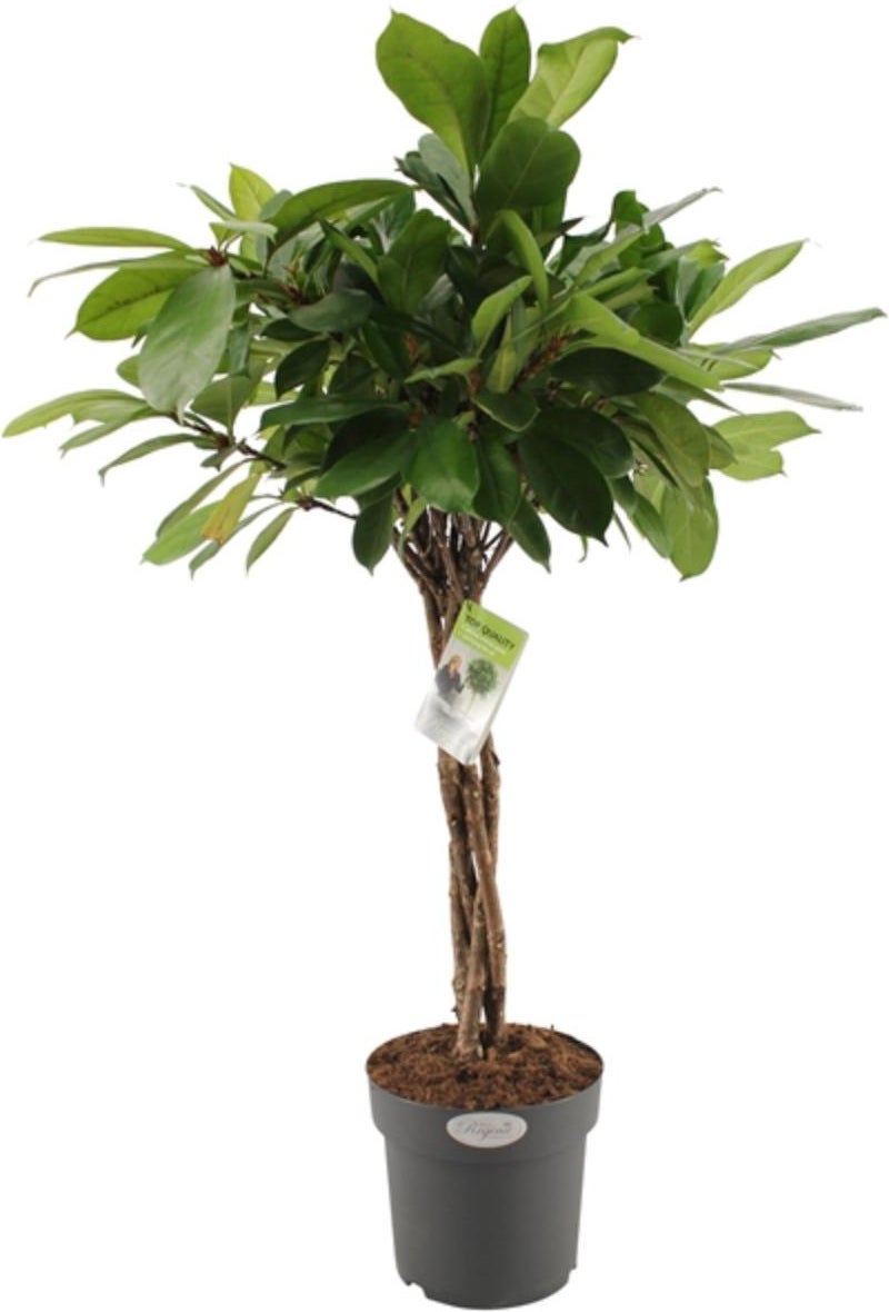 Groene vijg (Ficus cyathistipula) D 24 H 100 cm