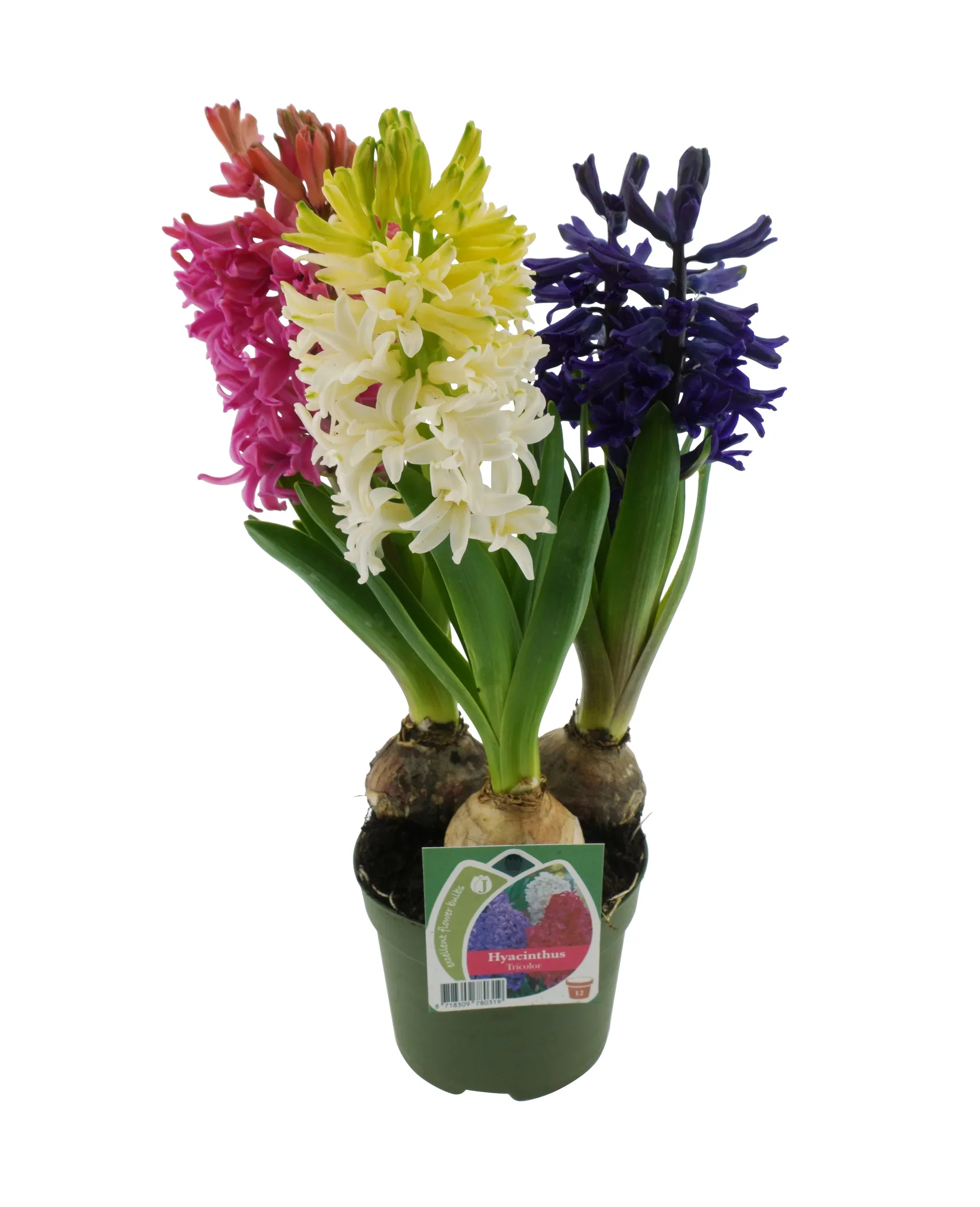 Svibel Tricolor Omkrets 17 cm