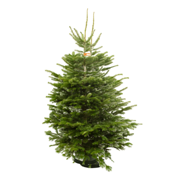 Nordmann kerstboom gezaagd 200-250 cm