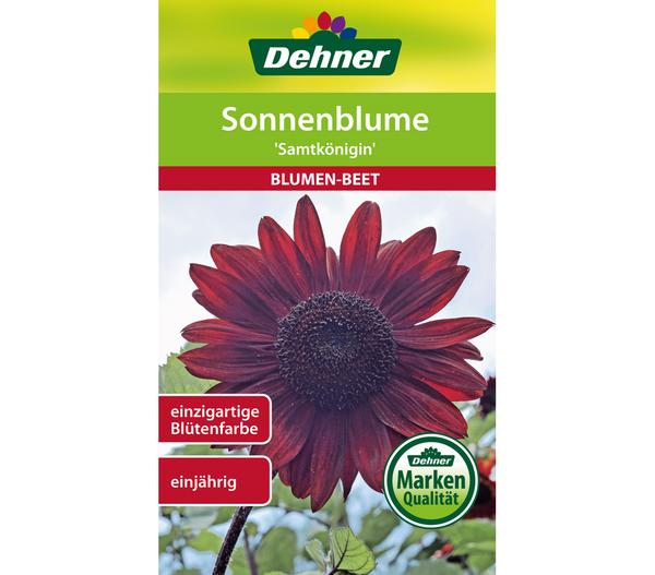 Dehner Samen Sonnenblume 'Samtkönigin'