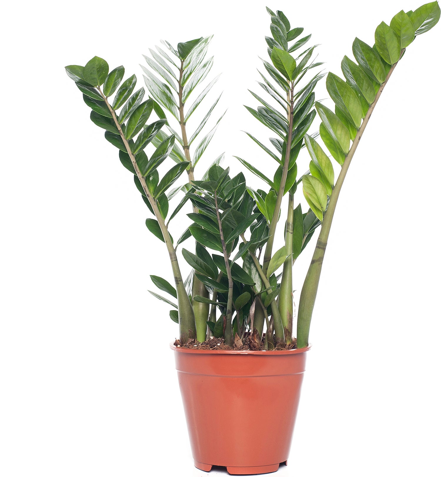 Zamioculcas (Zamioculcas zamiifolia) D 21 H 80 cm