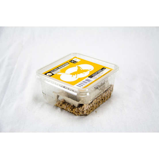 Criquets subadultes pour alimentation reptiles, 10 pièces