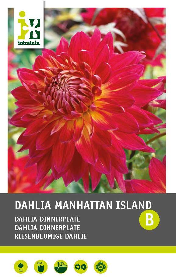 Intratuin Dahlia knol (Dahlia 'Manhattan Island')