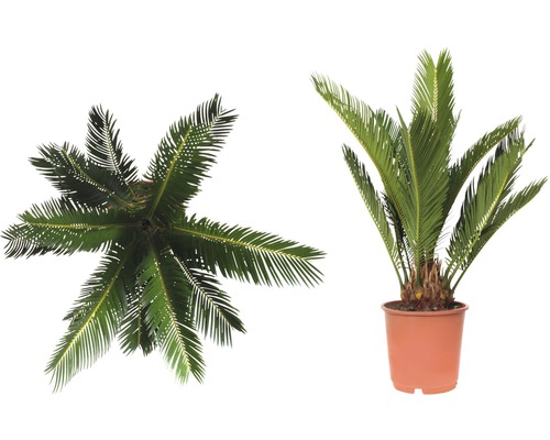Japanse Sagopalm (Cycas revoluta) H 40-50 cm Ø 14 cm pot