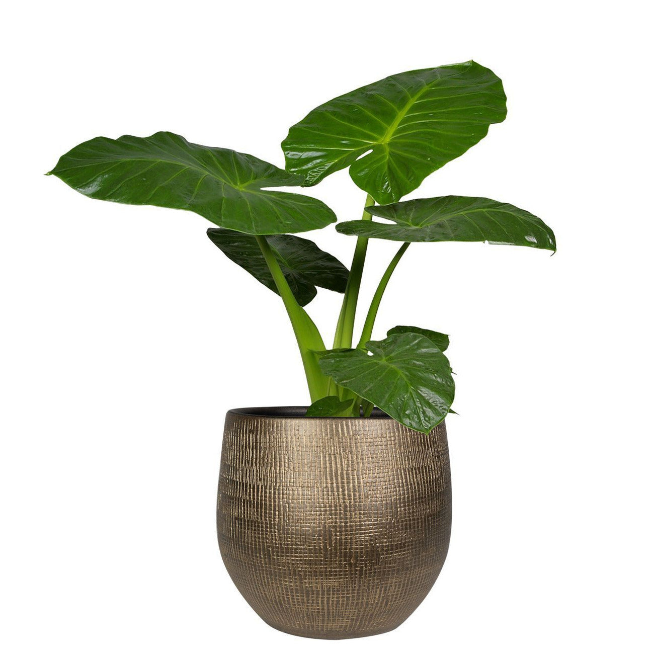 Ter Steege Pot Ryan Shiny Gold 31 cm ronde gouden bloempot voor binnen