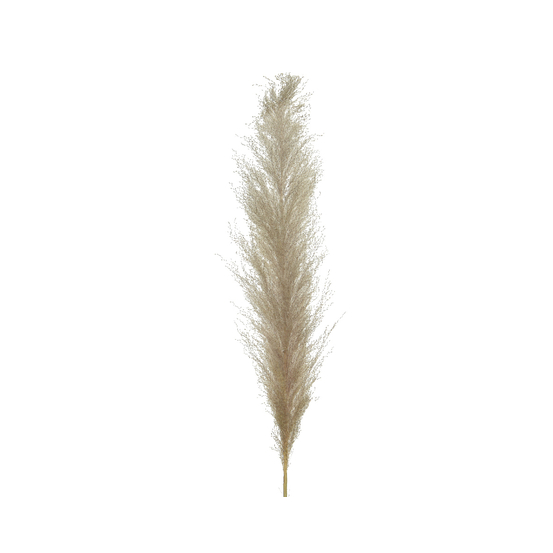 Plumet séché, herbe de la pampa H80cm