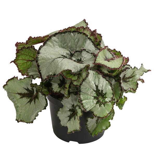 Blattbegonie - Begonia rex-Hybride,