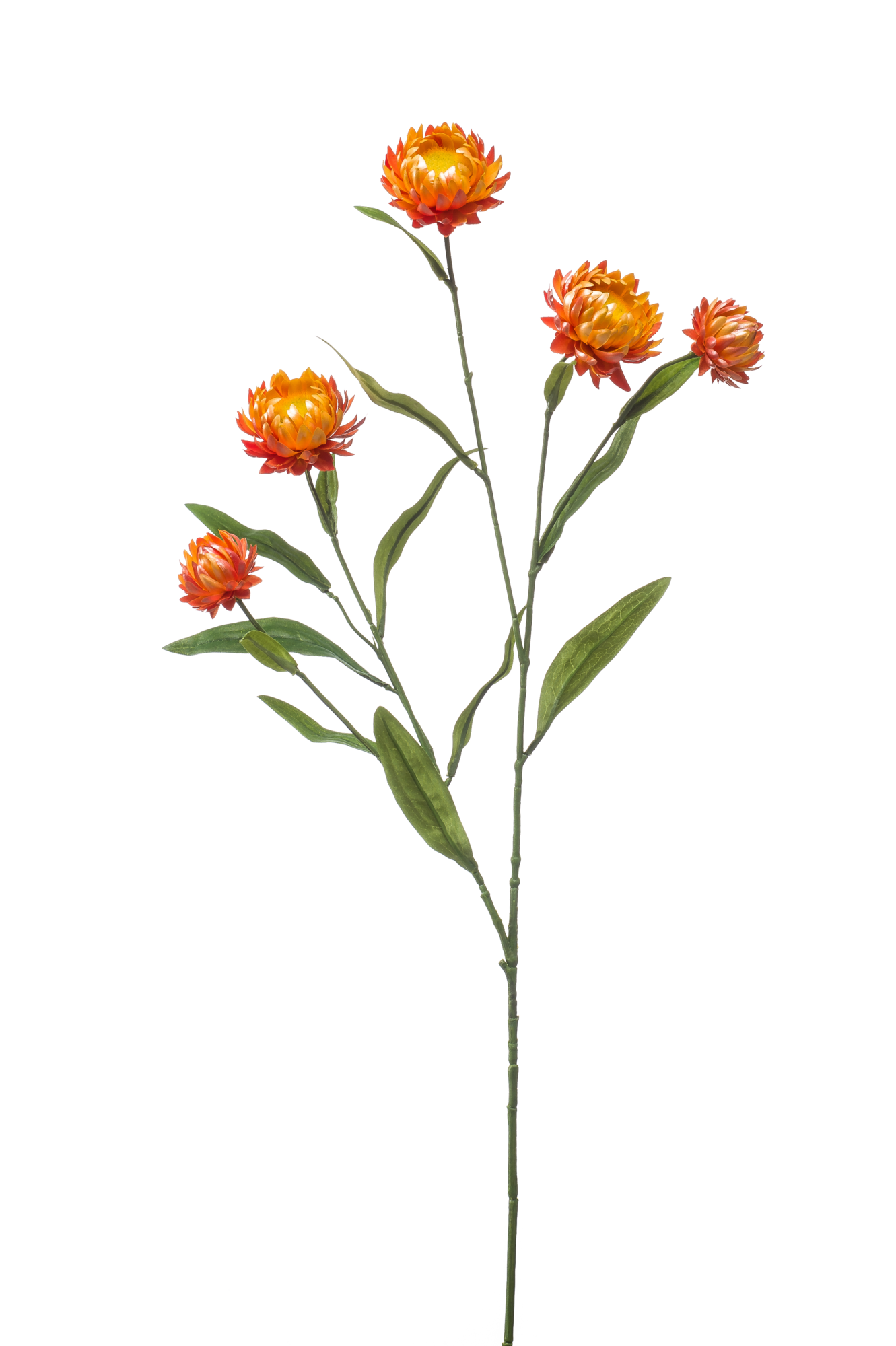 Xerochrysum orange