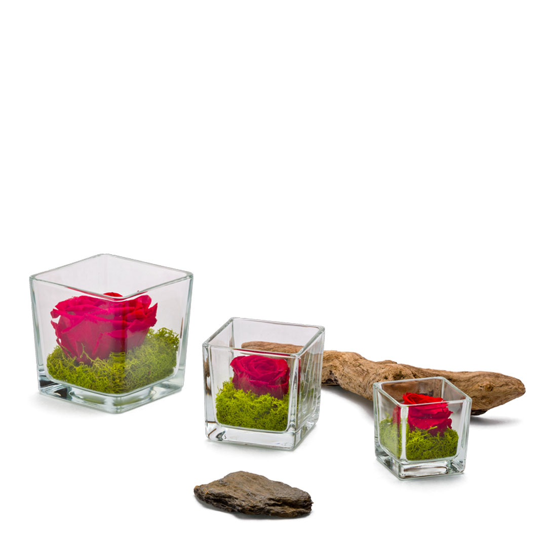 Verrine genova 10 cm rose stabilisée