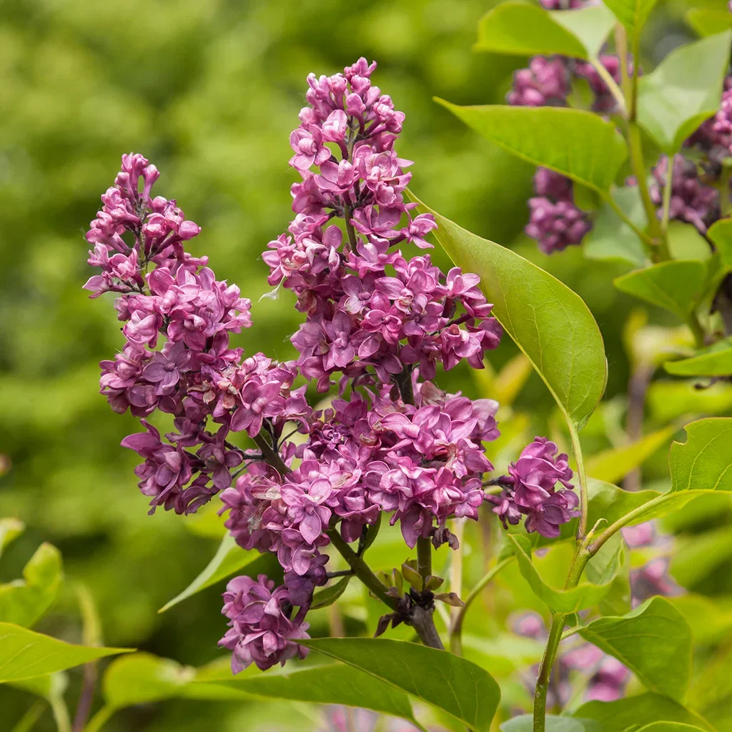 Syringa vulgaris 'Charles Joly' Duftsyrin 'Charles Joly' Høyde 175-200 cm
