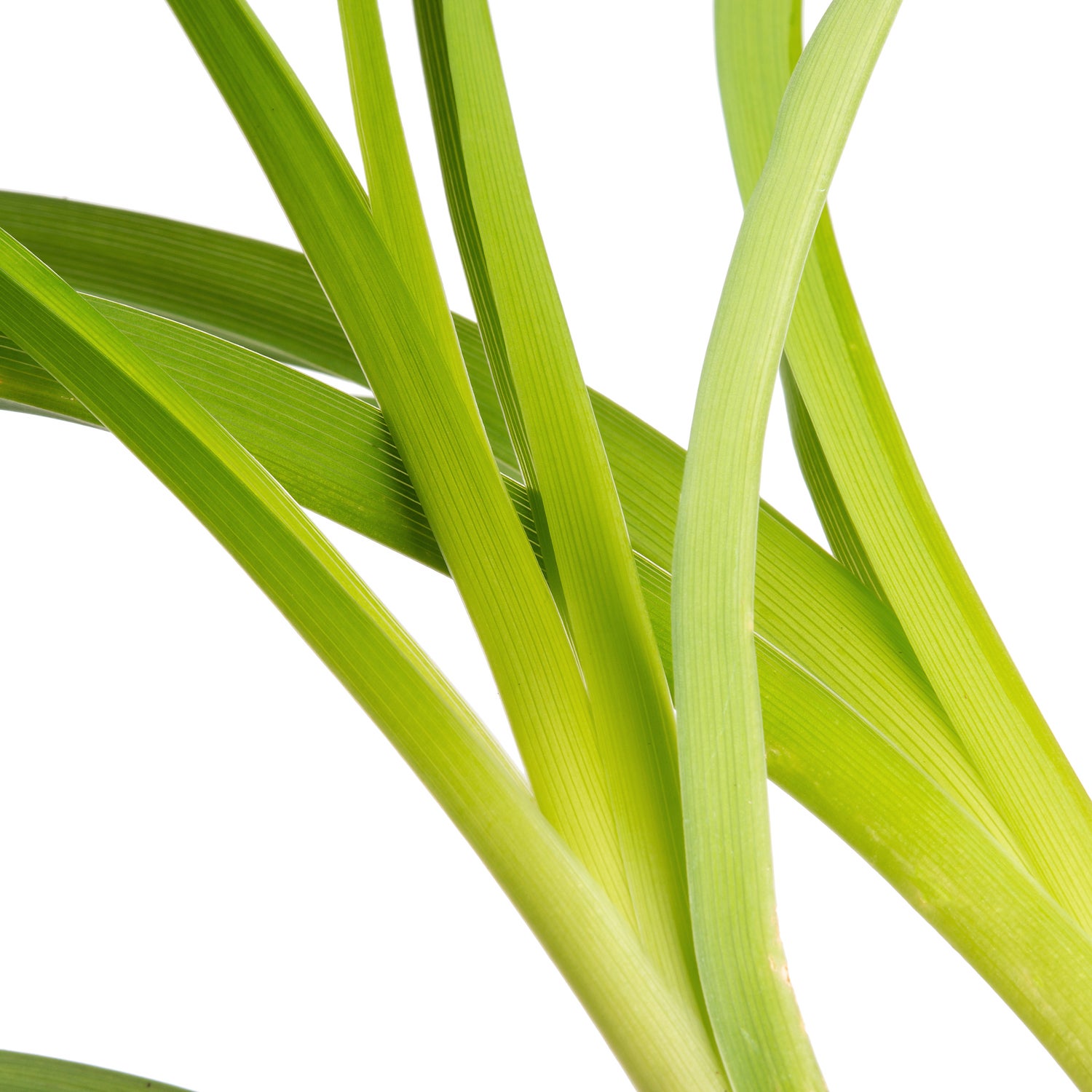 Daglelie (Hemerocallis 'Mauna Loa') D 11 H 70 cm