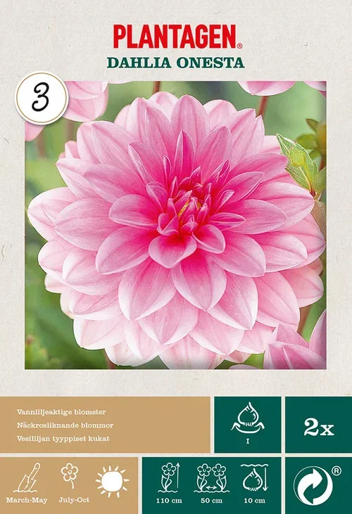 Dahlia x pinnata (Waterlily Group) 'Onesta' Georgine ‘Onesta’ 2 pk