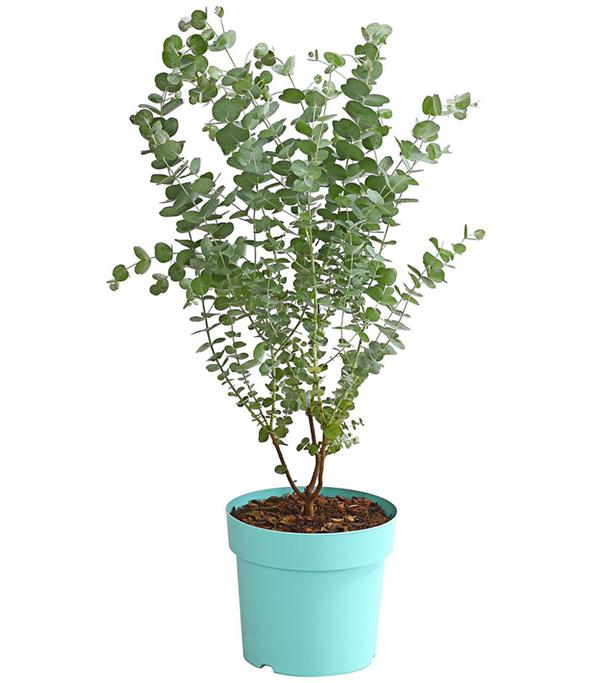 Mostgummi-Eukalyptus 'Azura'