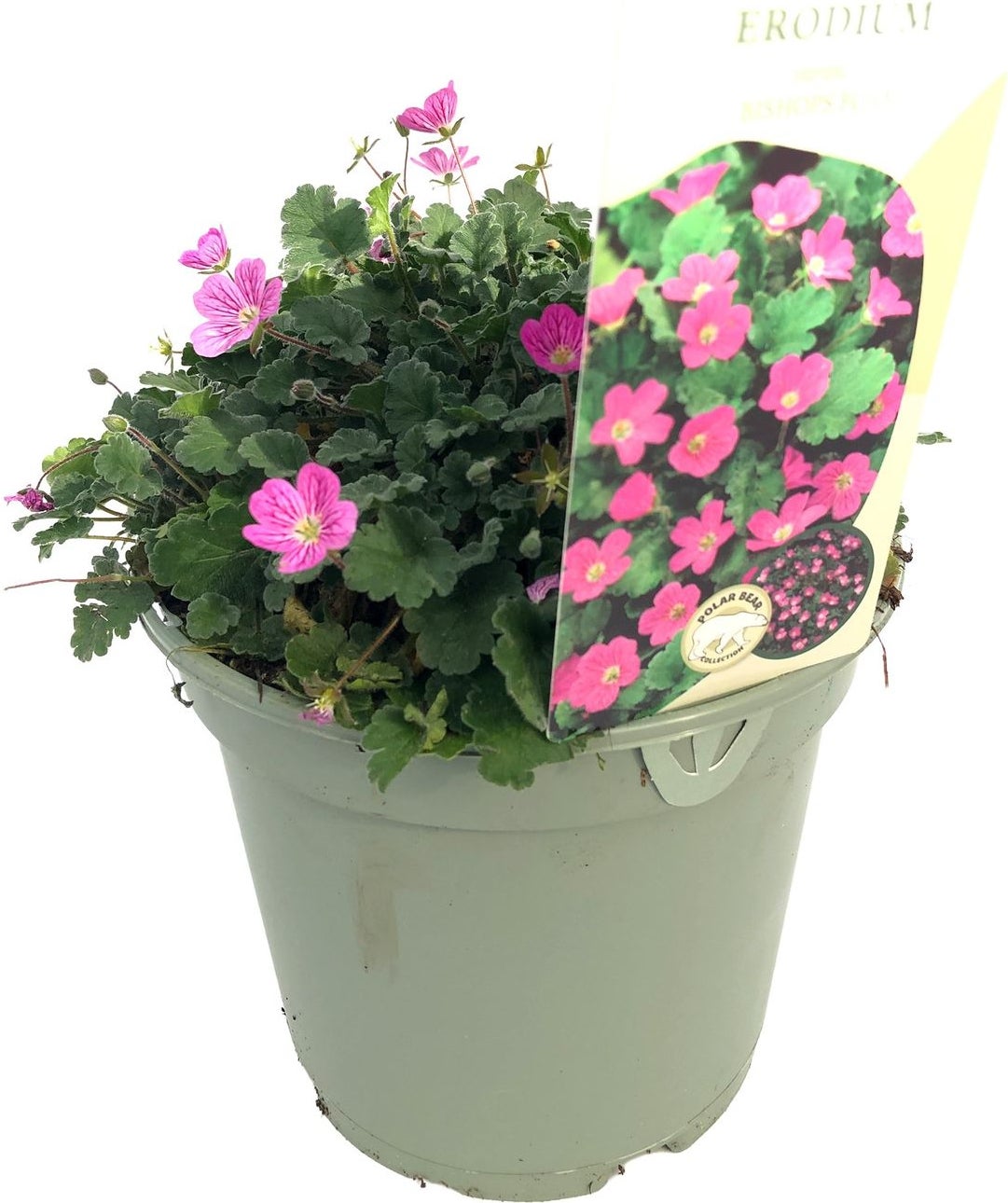 Reigersbek (Erodium variabile 'Bishop's Form') D 17 H 20 cm