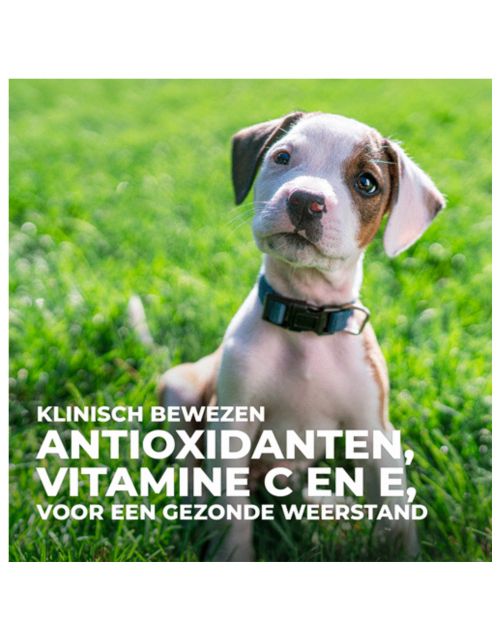 Hill's Puppy Perfect Digestion Large Breed - Hondenvoer - Kip Bruine Rijst 12 kg
