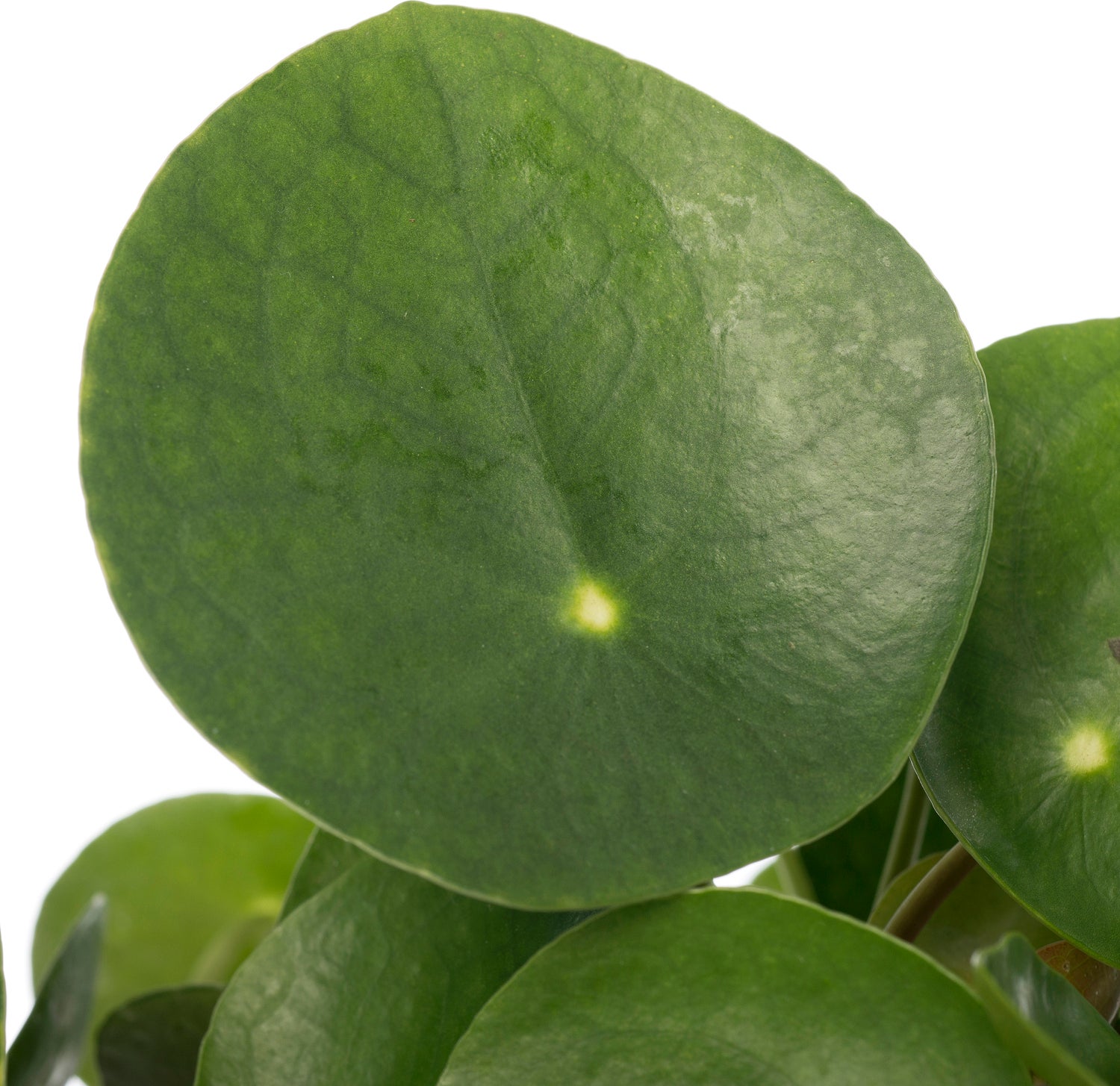 Pannenkoekenplant (Pilea peperomioides) D 15 H 30 cm