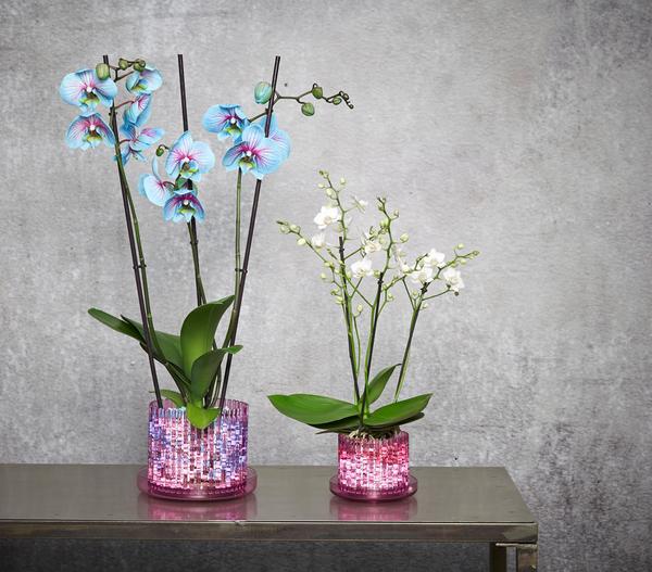 Orchitop® Orchideentopf M Set, rund, ca. Ø13