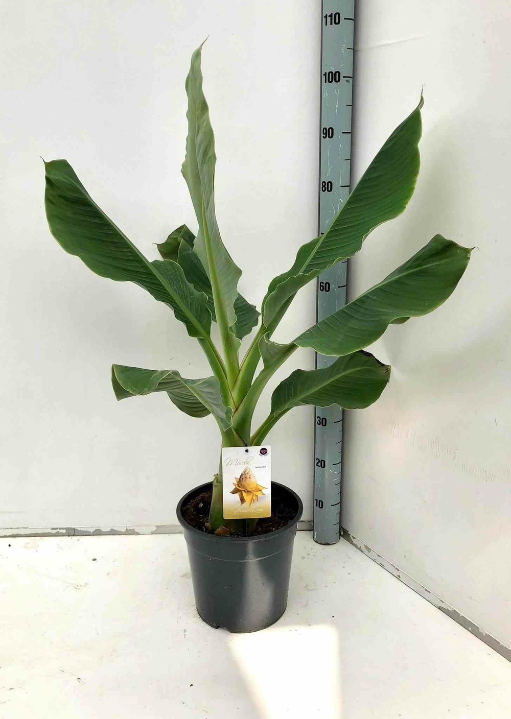 Musella lasiocarpa (bananier lotus d'or) jaune - taille pot de 14 litres - 100/120 cm
