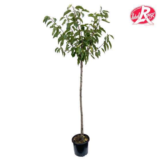 Cerisier Bigarreau Van' en 1/2 tige, Label Rouge : pot 15L