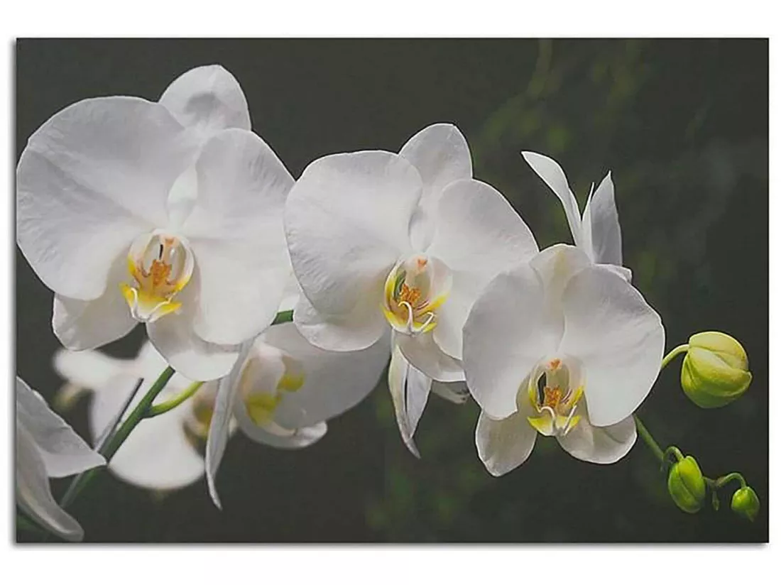 Tableau bois orchidées blanches - 70 x 50 cm