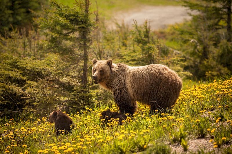 14-daagse individuele camperrondreis Canada