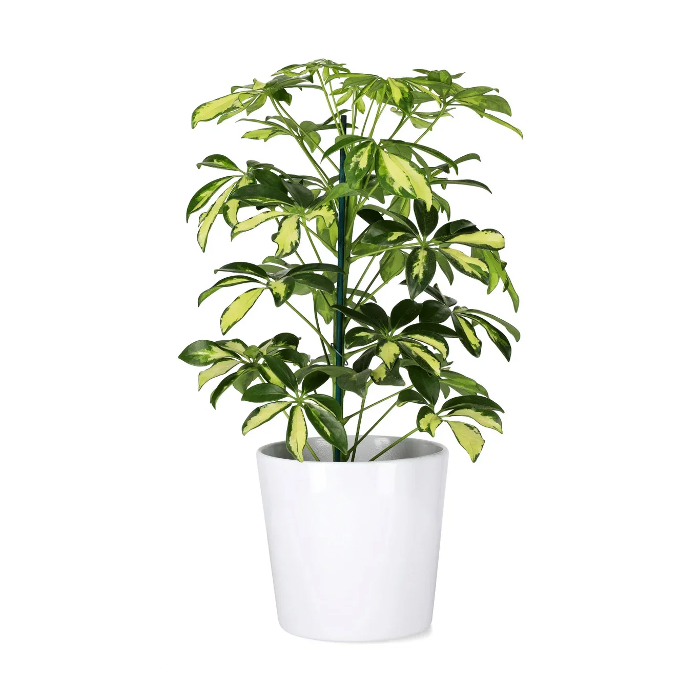 Schefflera arboricola 'Gerda' Paraplytre ‘Gerda’ Høyde 40 cm