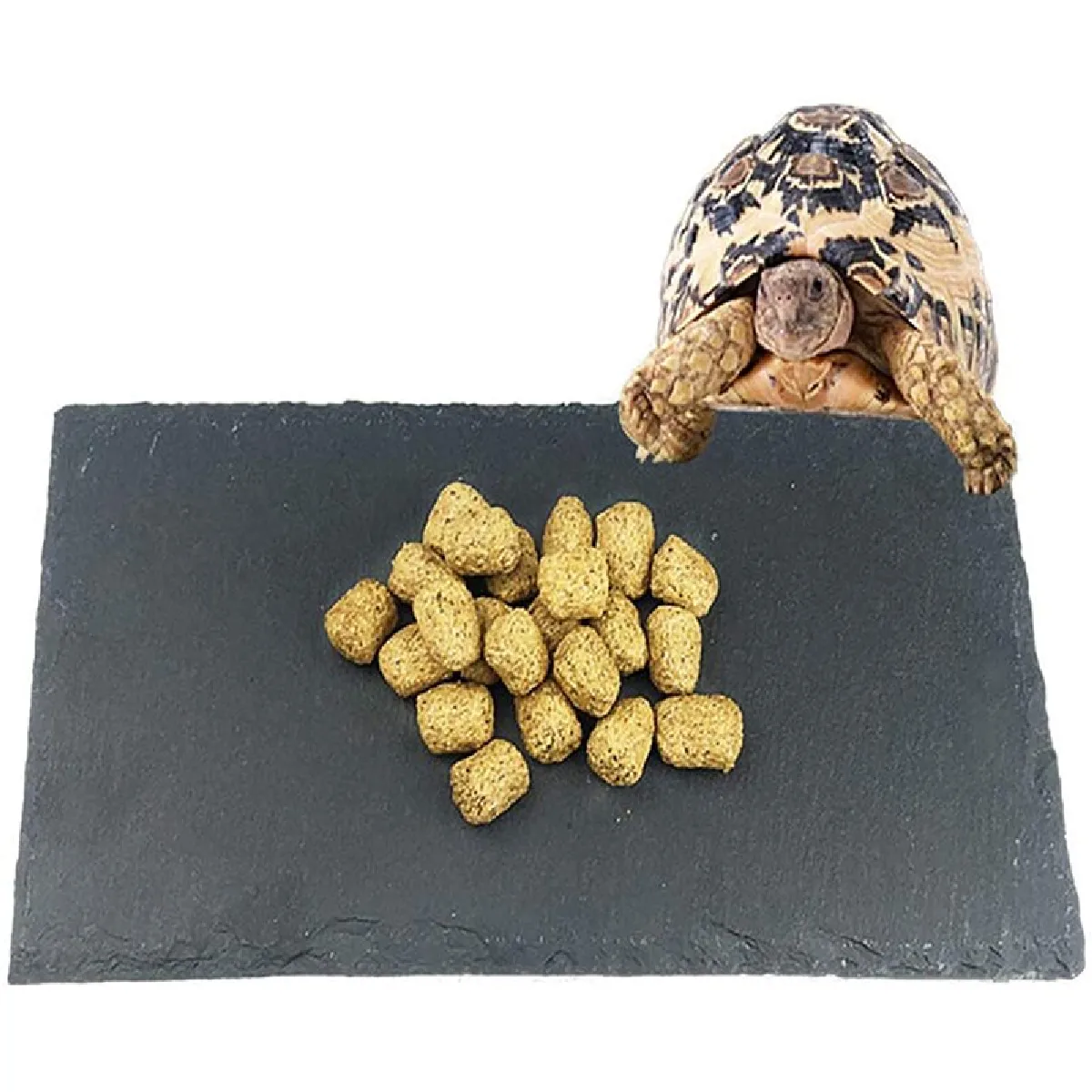 Universal Rock naturel bol tortue