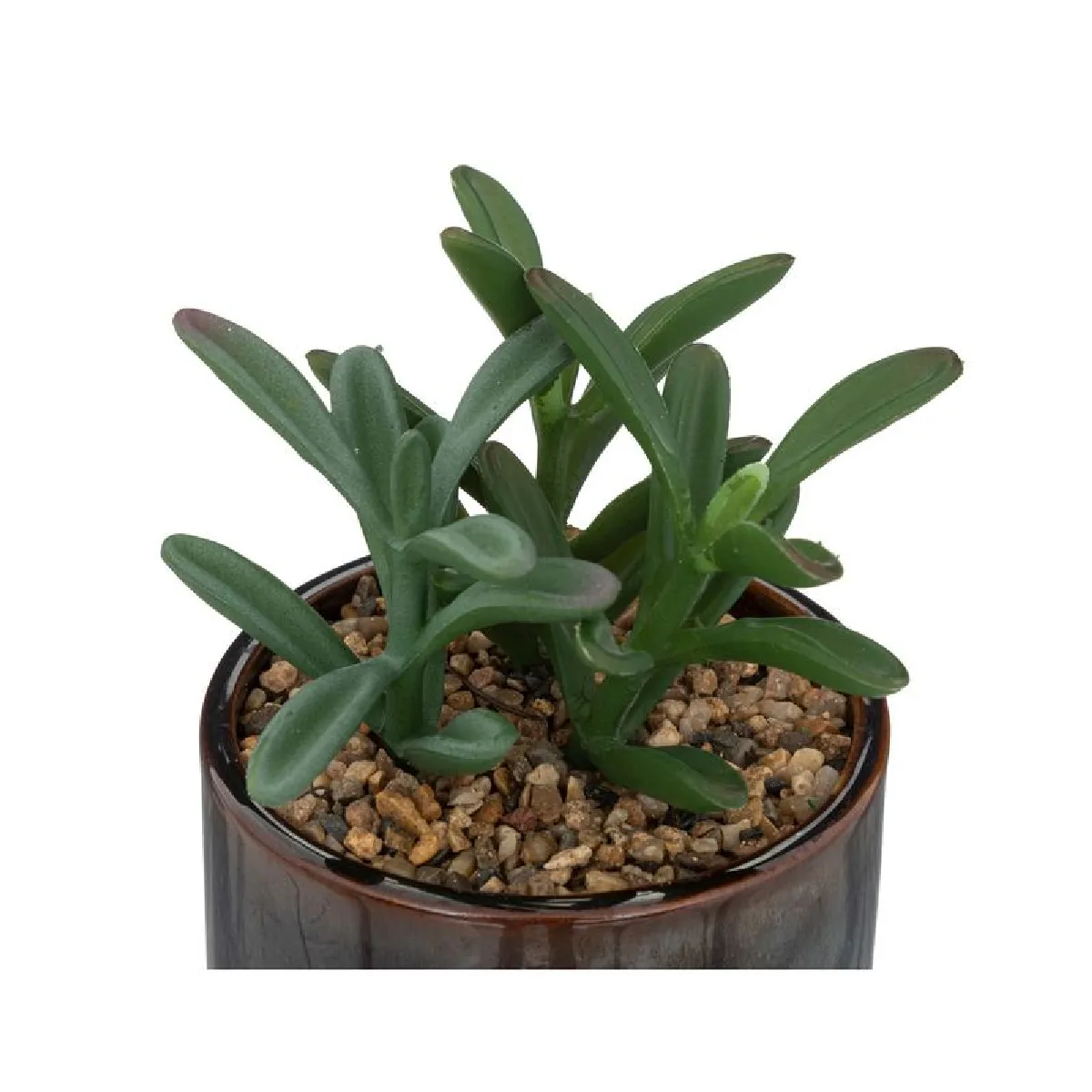 But Plante botanique Bota 10cm noir