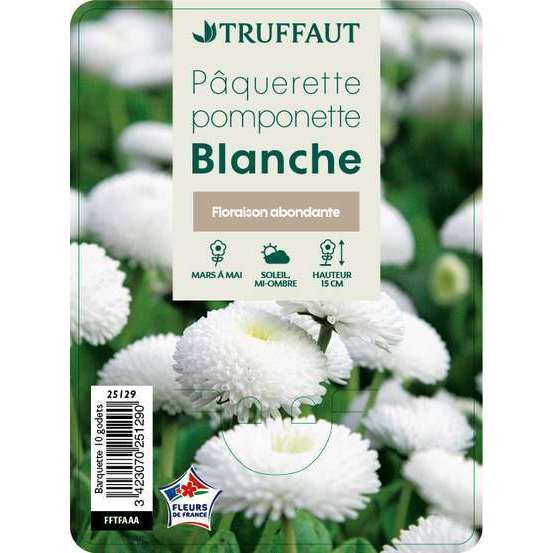 Pâquerette pomponnette blanche : barquette de 10 plants