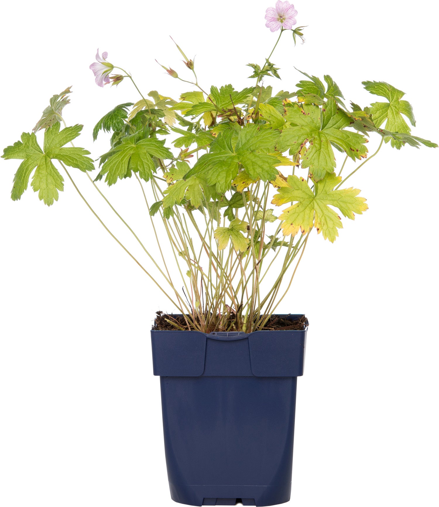 Ooievaarsbek (Geranium versicolor) D 9 H 15 cm