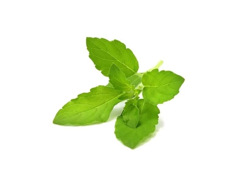 Click & Grow SGR66x3, Spiselig plante, Basilikum, Genopfyldning, Hurtig producent (3-5 uger), 7 - 14 dage, 3 måned(er)