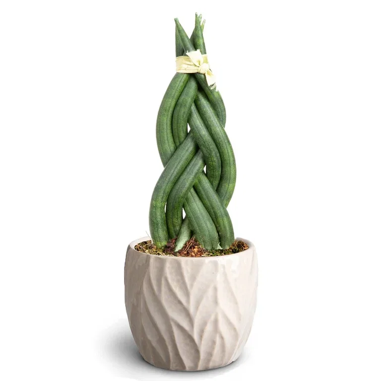 Sansevieria sp. Sansevieria i potte Høyde 15 cm
