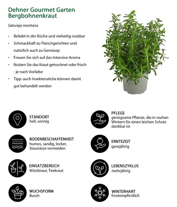 Dehner Gourmet Garten Bergbohnenkraut