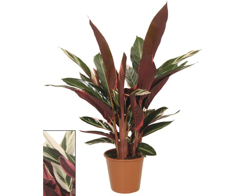 Calathea 'Triostar' (FloraSelf) H 80-90 cm Ø 19 cm pot