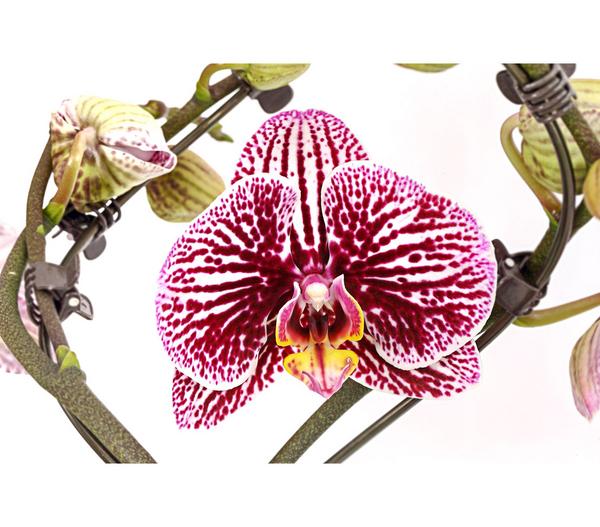 Schmetterlingsorchidee - Phalaenopsis