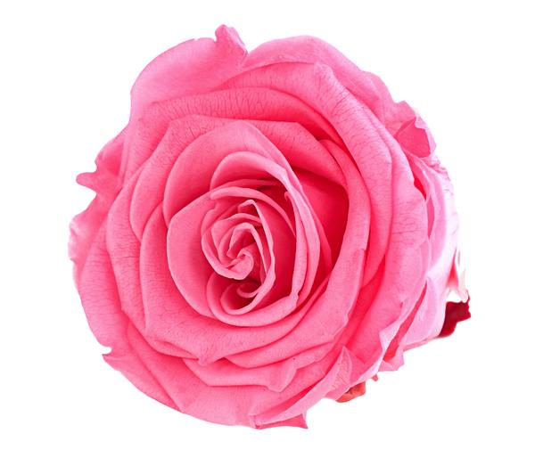 Dehner Longlife-Rose, ca. Ø6 cm