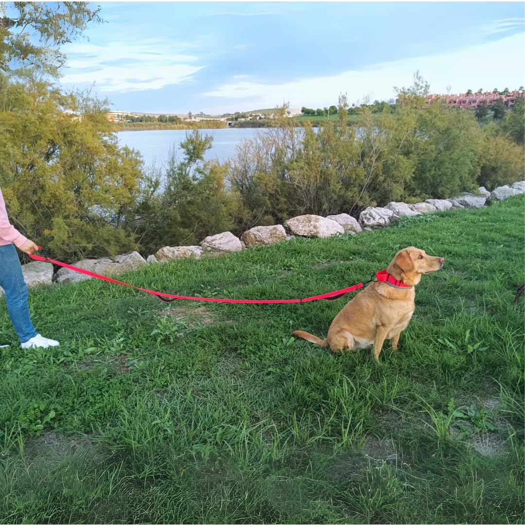 Guia para cães EGV com múltiplas posições e alça dupla de neoprene. Guia para cães que permite o uso com as mãos livres, com 2,5 metros de comprimento. (Vermelha)