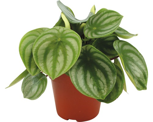 Silverleaf Peperomia FloraSelf Peperomia argyreia H 20-25 cm Ø 12 cm pot