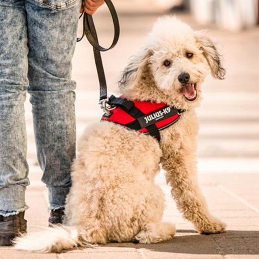 Coleira para cães Julius-K9 IDC vermelha