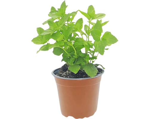 Biologische Mojito Mint FloraSelf Organic Mentha 'Mojito' H 10-20 cm Ø 12 cm pot
