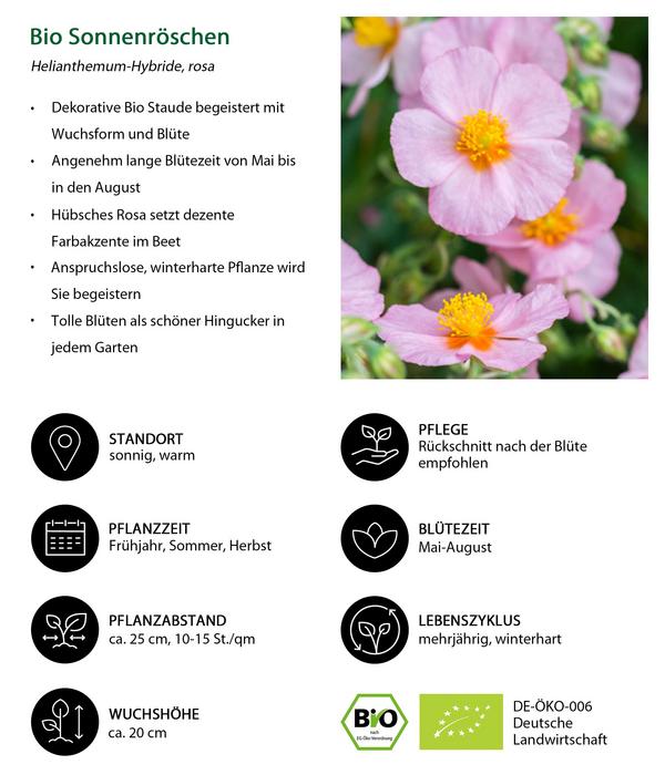 Bio Sonnenröschen, rosa