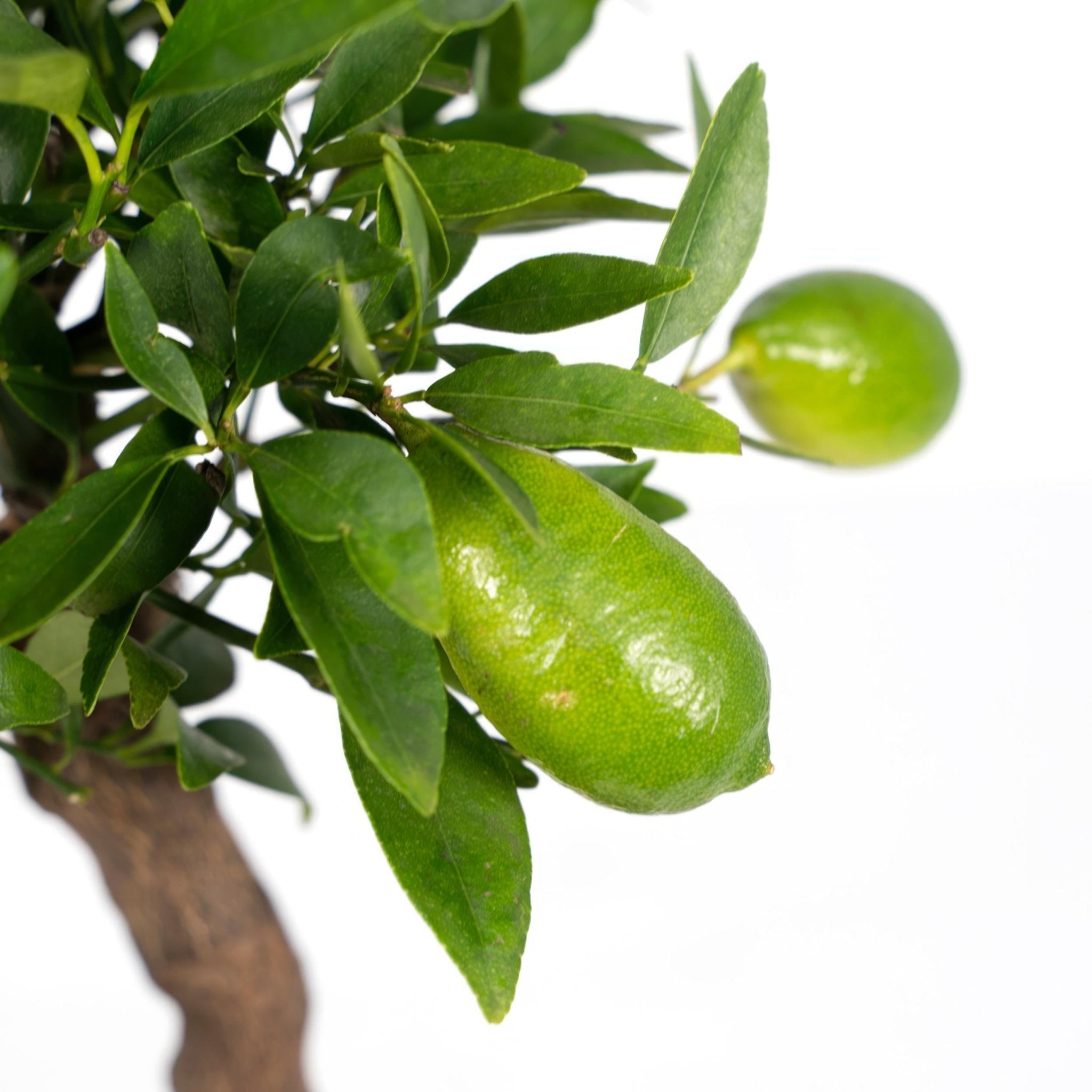 Petit citronnier h35cm