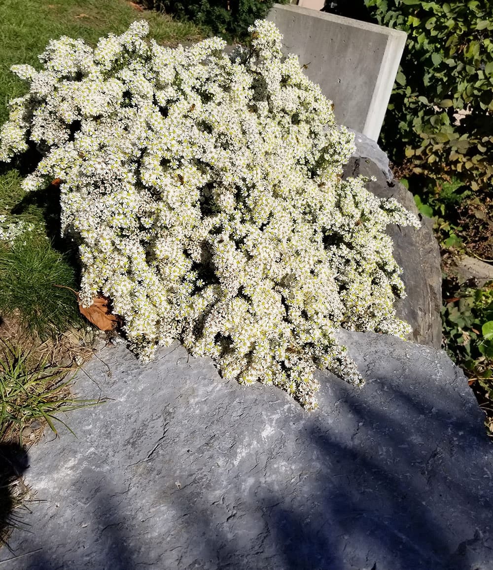Steinaster 'Snowflurry'